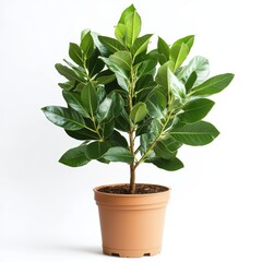 A potted bay laurel plant isolated on white background