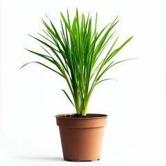 A potted lemongrass plant isolated on white background