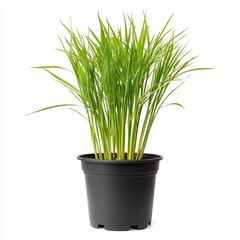 Obraz premium A potted lemongrass plant isolated on white background