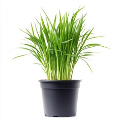 A potted lemongrass plant isolated on white background