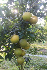 Citrus fruits on tree in farm