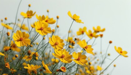 Bright Yellow Flowers Blooming in a Serene Background for Nature Photography