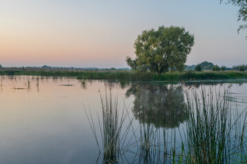 reflection of trees in the water