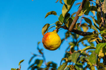 Pears on a branch