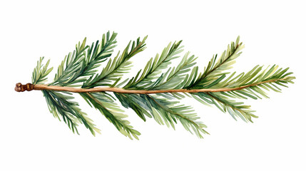 A sequoia leaf illustrated with majestic watercolor foliage isolate on white background. Sequoia. Illustration