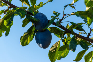 plum in the garden