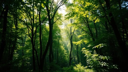 Sunbeams filtering through a lush, verdant forest canopy