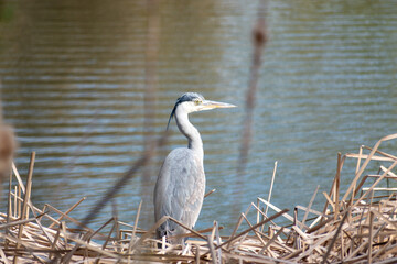 grey heron