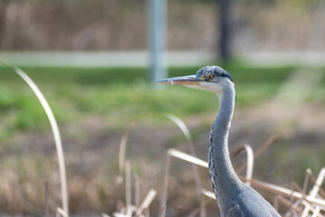 grey heron