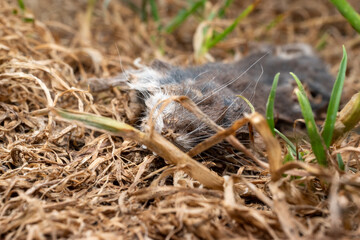 dead rat
