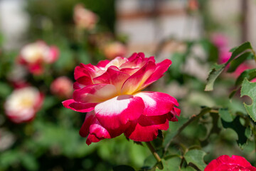 Rose in the garden
