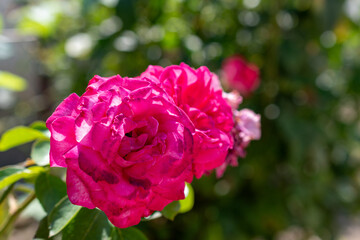 Rose in the garden