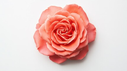 delicate coral rose flower on a clean white background showcasing natural beauty and elegance in floral design and decoration