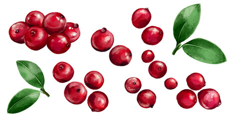 Cranberries with leaves on a white background cherries red camu-camu  berry cherry