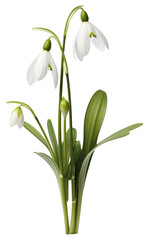 PNG Spring flower snowdrop plant.