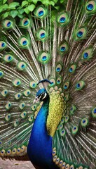Obraz premium A majestic peacock displaying its vibrant, iridescent tail feathers in full bloom, showcasing the intricate eye-like patterns in a lush garden under a bright sky