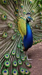 Obraz premium A majestic peacock displaying its vibrant, iridescent tail feathers in full bloom, showcasing the intricate eye-like patterns in a lush garden under a bright sky