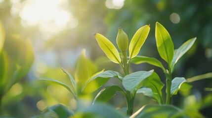 Obraz premium Vibrant green banana leaves in a sunlit garden showcasing nature's vitality and the abundance of vitamins in tropical plants