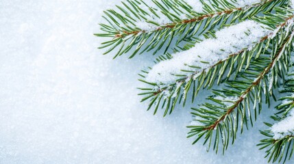 Fresh Evergreen Pine Branch with Snow on Light Blue Background