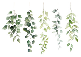 PNG Hanging botanical watercolor hanging plant leaf.
