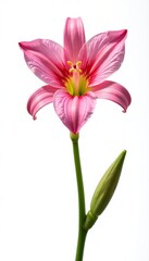 Fototapeta premium Flower of Laelia rubescens in isolation on white background, simple, floral