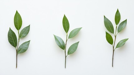 Obraz premium Fresh green laurel leaves arranged on a white background showcasing natural textures and vibrant colors in selective focus photography