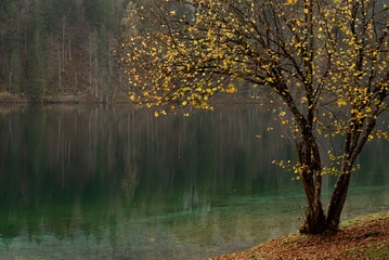 Serene autumn scene with birch tree and colorful foliage reflected in lake water on a misty morning.