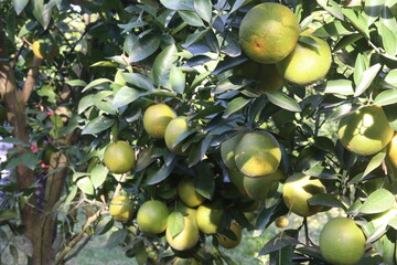 Citrus fruits on tree in farm
