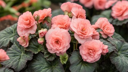 Obraz premium Beautiful pink begonia flowers blooming in a vibrant spring garden with natural lighting highlighting their freshness and elegance.