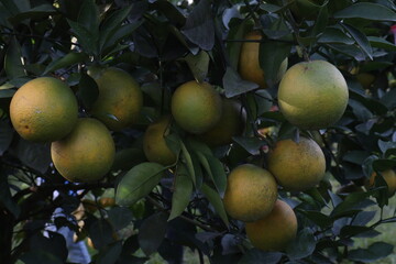 Citrus fruits on tree in farm