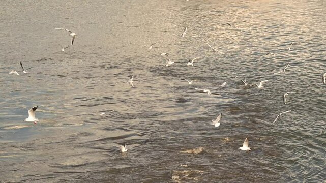 Flock of seagulls at sewage outfall on Danube river, 4K