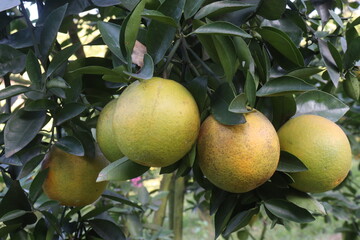 Citrus fruits on tree in farm
