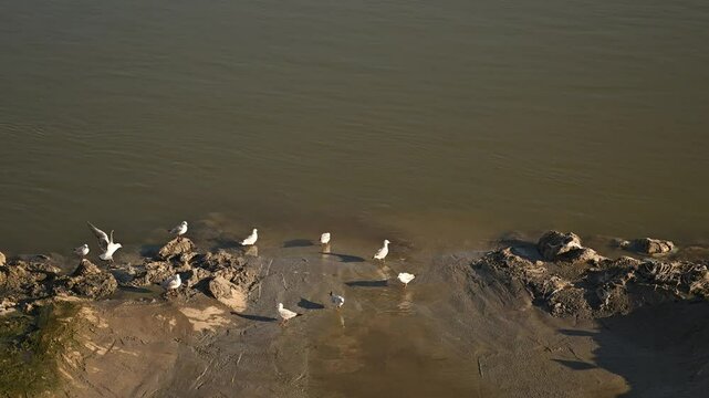 Flock of seagulls at sewage outfall on Danube river, 4K