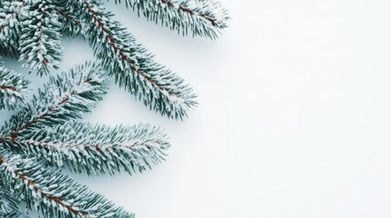 Obraz premium Frosted pine branch on a white background symbolizing winter and seasonal beauty for festive decor and nature themes