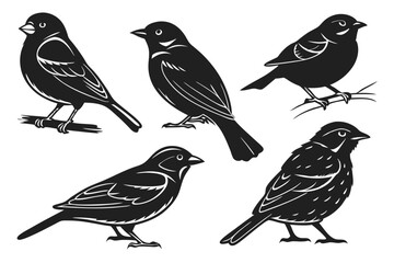 set of birds isolated