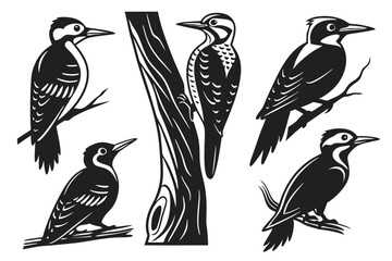 set of birds