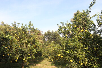 Citrus fruits on tree in farm