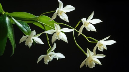 Orthotic insoles designed for foot support placed on a clean white background for medical and health product promotion