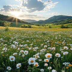 Fototapeta premium Sunlight Bathes a Blooming Field of Daisies and Wildflowers With Mountains in the Background During a Serene Afternoon