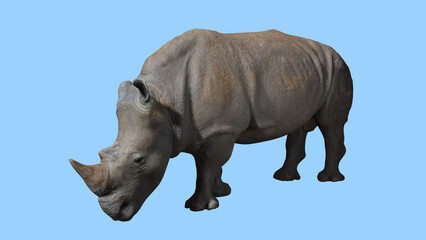 Rhino animal Wild 3d Render