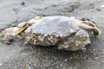 Life on the shoreline.