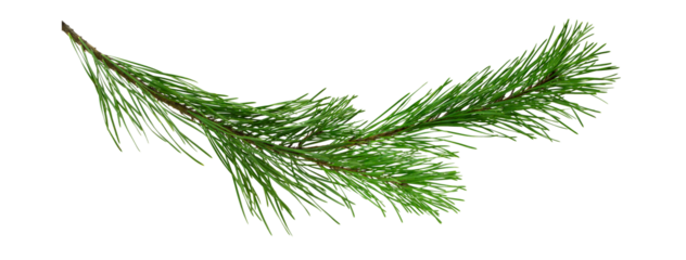 pine branch isolated on transparent, png. For advertisements, posters, web designs,headers, greeting card.
