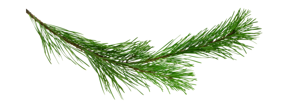 pine branch isolated on transparent, png. For advertisements, posters, web designs,headers, greeting card.