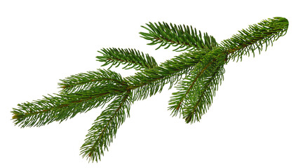 Christmas tree branch isolated on transparent, png for a Christmas decor. Branches close-up. Collection of Fir Branches