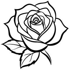 Black Rose in Full Bloom on White Canvas