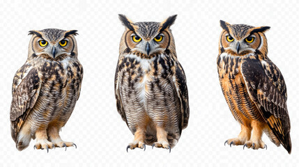 three majestic great horned owls in stunning wildlife photography
