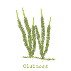 Hand drawn vector illustration of clubmoss plant or Lycopodium clavatum