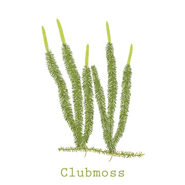 Hand drawn vector illustration of clubmoss plant or Lycopodium clavatum