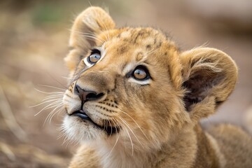 Fototapeta premium A close-up portrait of a little lion cub, showcasing its soft golden fur, curious wide eyes, and tiny whiskers, radiating innocence and the charm of young wildlife.