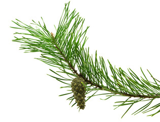 green pine branch isolated on transparent, png. Pine cone and branch of fir tree. isolated. Floral...